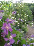 Roses, lavender and clematis in the walled&nbsp;garden