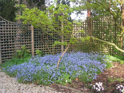May 3rd 2013 Forget-me-knot