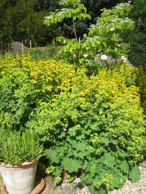 June 29th 2013 Flowers in the walled garden