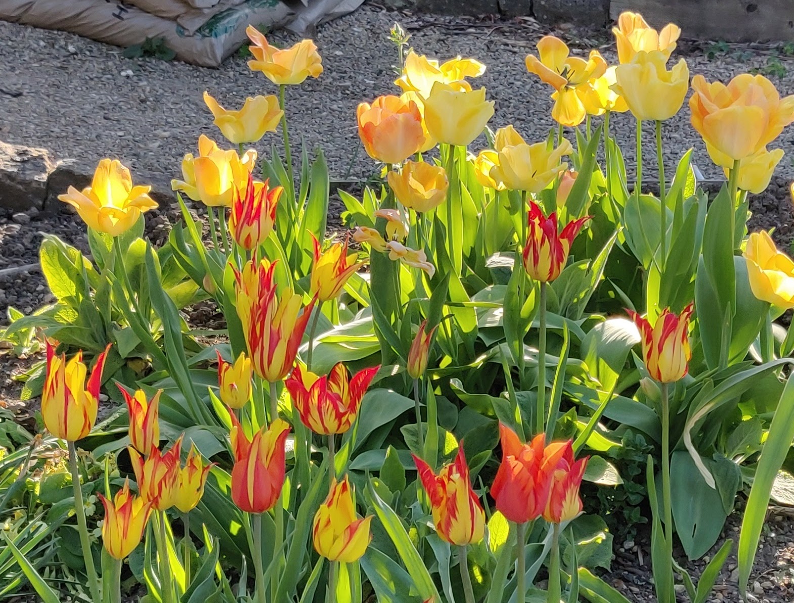 img_20200415_174955__01